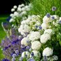 Hydrangea arborescens 'Annabelle', sneeuwbal hortensia